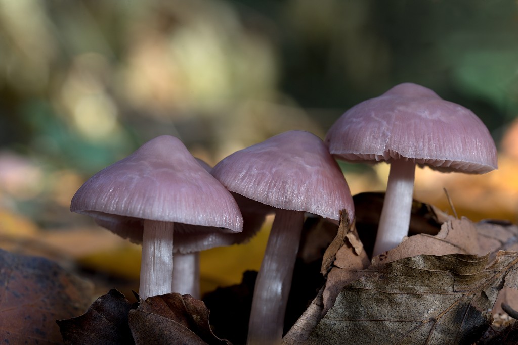 paddenstoel paddenstoelen paddestoel paddestoelen schimmel zwam schimmels zwammen hdr paddo paddos champignon champignons herfst najaar
